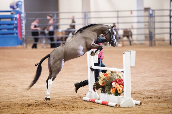 Miniature horses can jump in in-hand classes just like this one