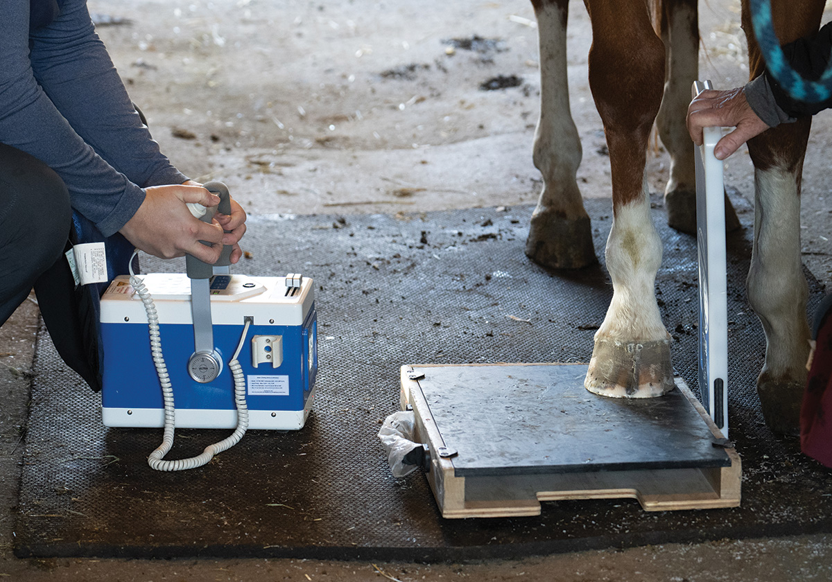 All About Navicular in Horses