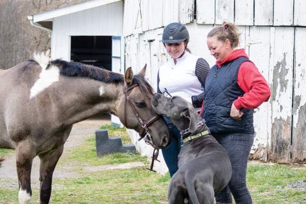 A pony and a Great Dane interact