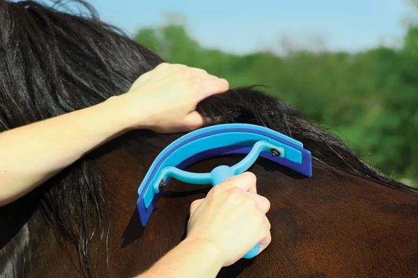 Scraping excess water off a horse as part of proper post-ride care.