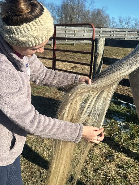 Picking through a horse's tail. This professional groom's tip is to save full tail spas for bath day.