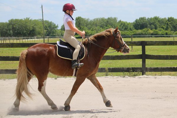 A young equestrian riding the trot.