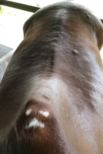 White hairs and bumps indicating friction points.