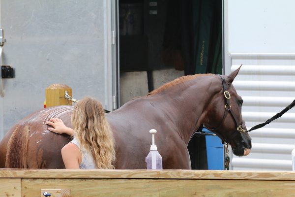 Shampooing a horse for a shiny coat