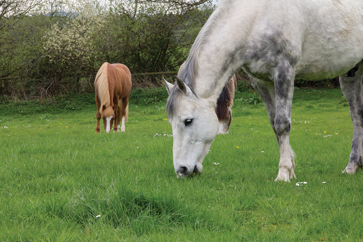 spring horse health