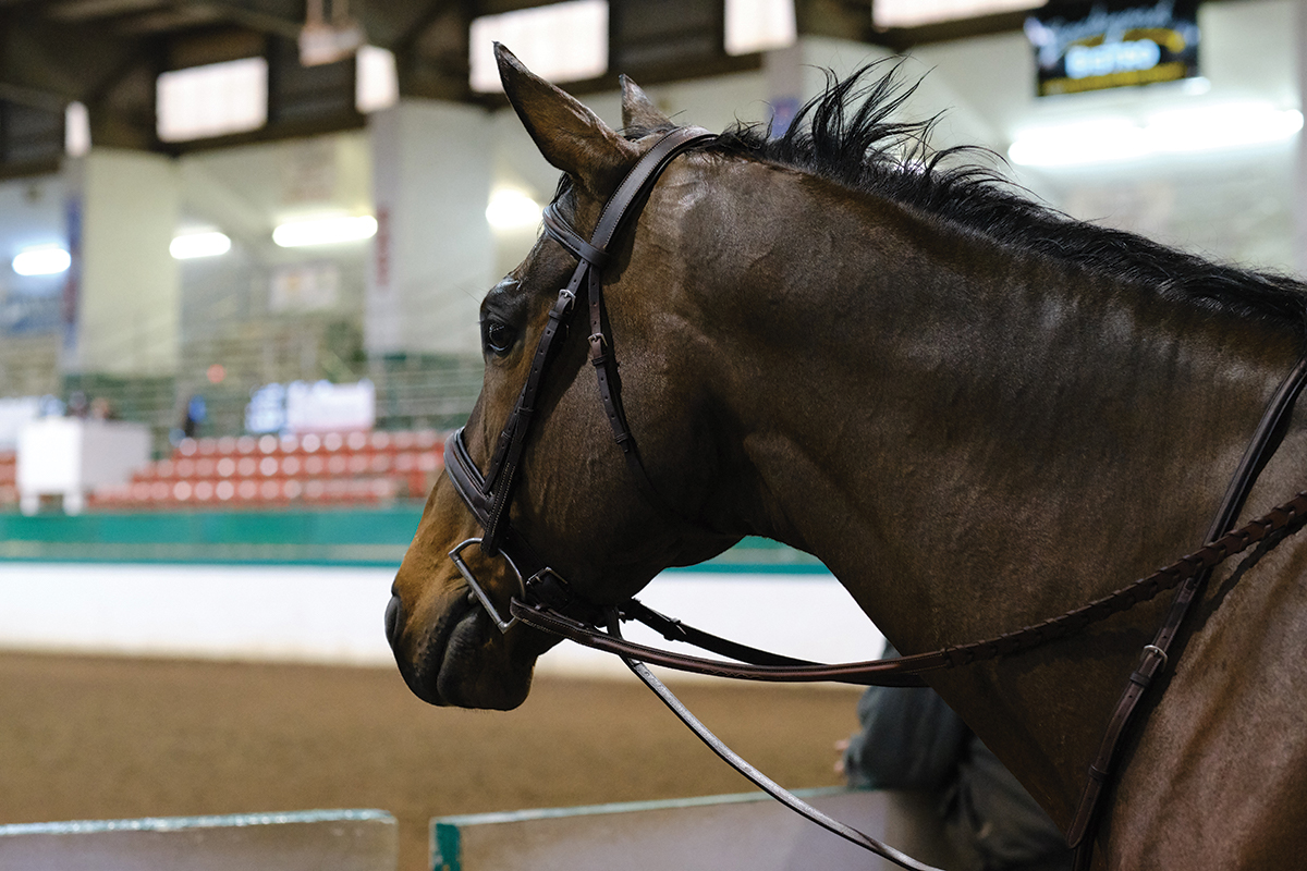 standing martingale 