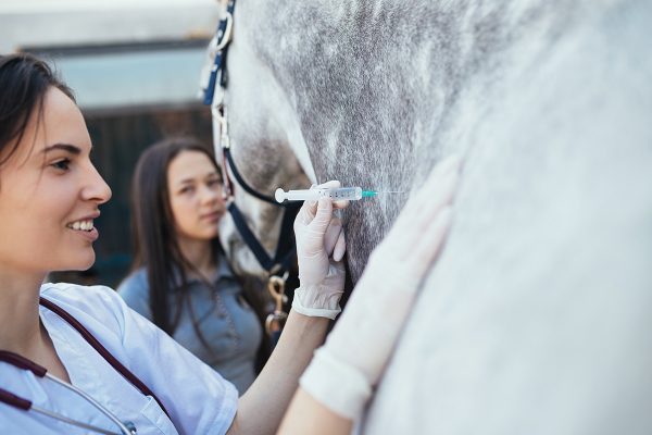 A vet vaccinating a horse during a spring wellness exam