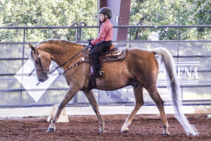 Western Dressage Overview