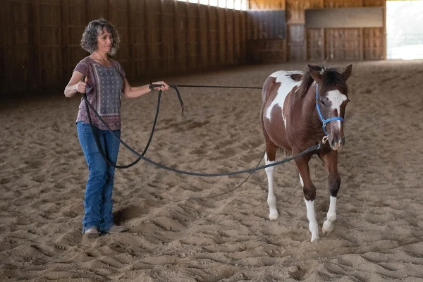 Stormy learning to longe.