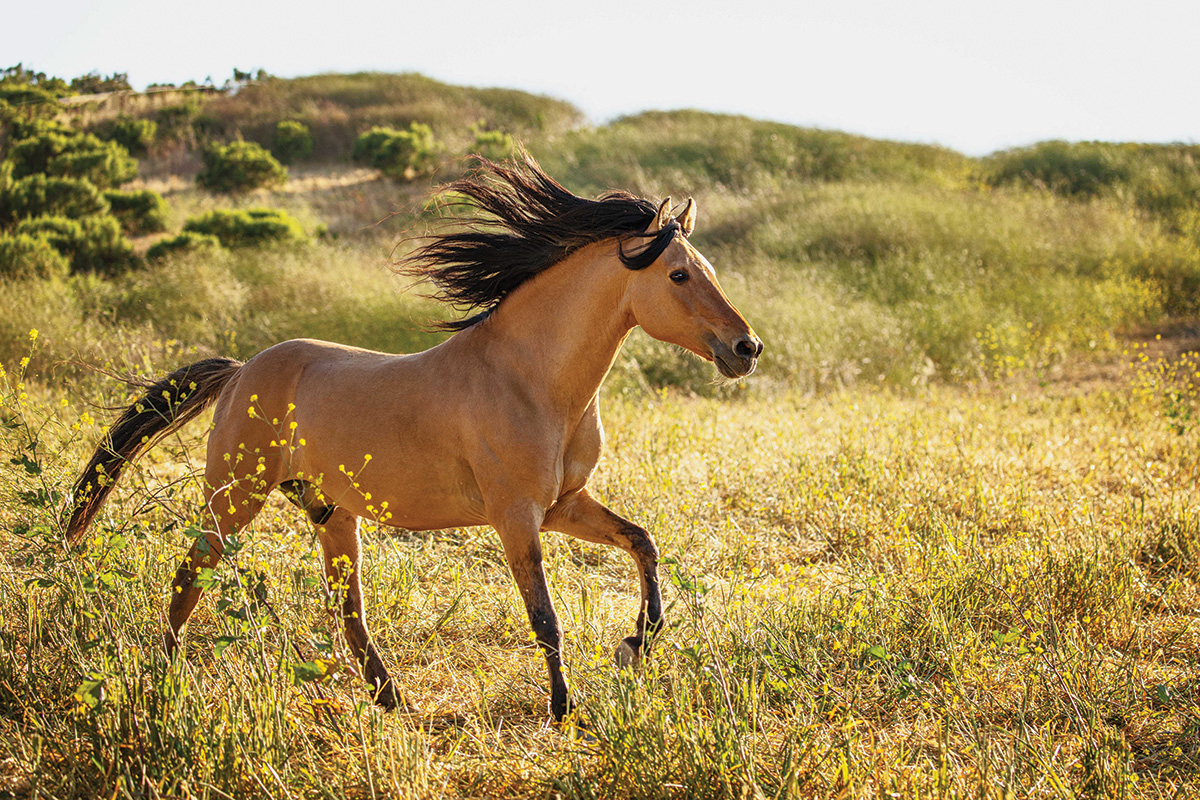 Return to Freedom’s American Wild Horse Sanctuary