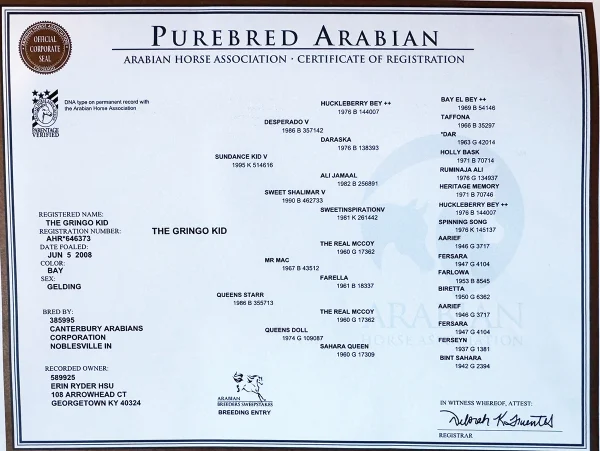 An Arabian horse pedigree.