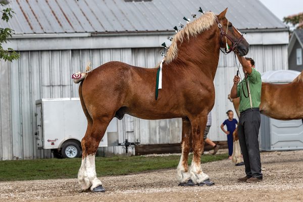 A large draft horse stands at a show