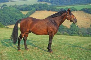 Breed Spotlight: Cleveland Bay