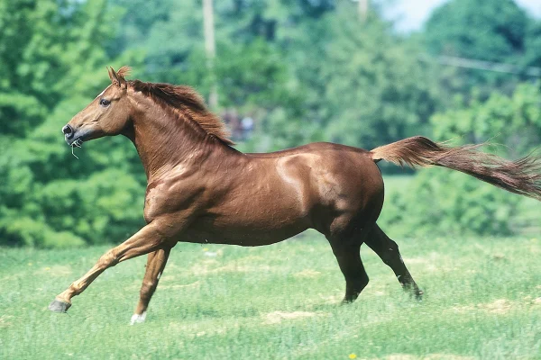 A chestnut Hanoverian galloping in a field.