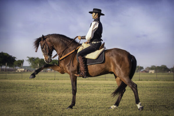 An Andalusian horse performing the Spanish walk