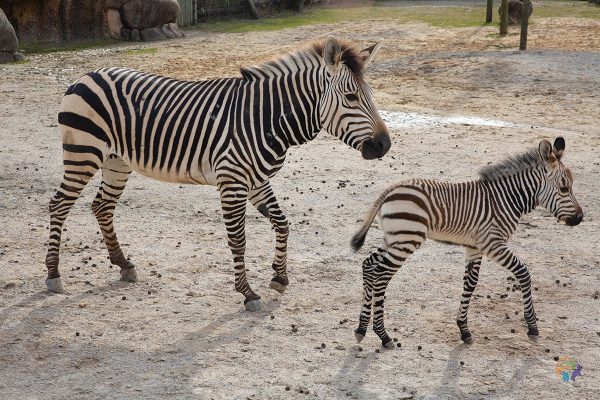 A mountain zebra and its baby