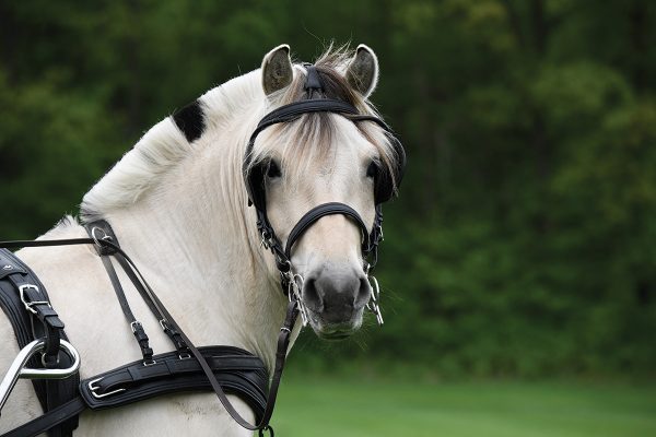 A Norwegian Fjord Horse in driving gear