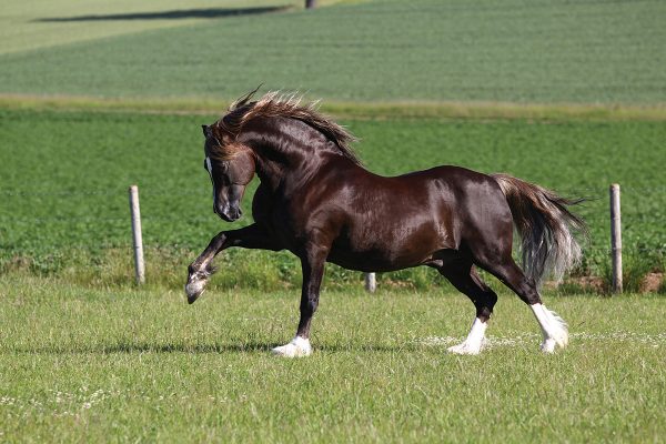 A Welsh Cob (Section D)