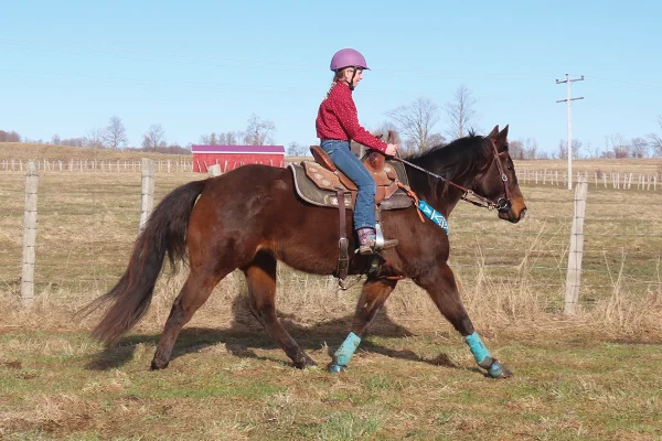 Rosie and Honky long trotting, which is a great way to condition a barrel horse.
