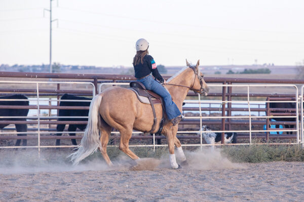 A rider works on rollbacks along the fence line