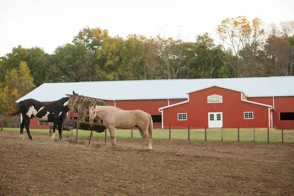Horses eating hay in a field in front of a red barn at Camp Liberty.
