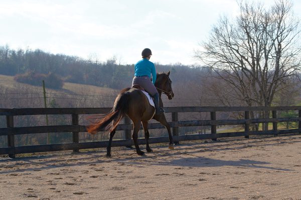 An equestrian canters her horse along a fence