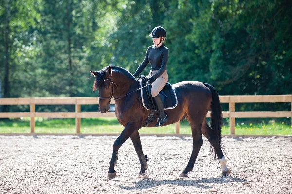 An equestrian riding a bay gelding at the walk in a ring.