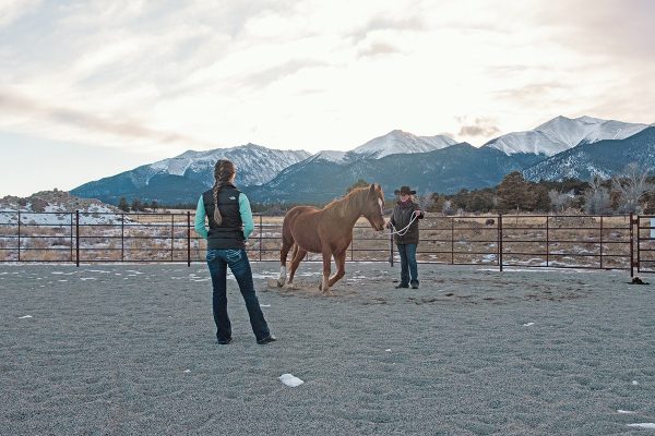 Dr. Callie assesses a horse's movement
