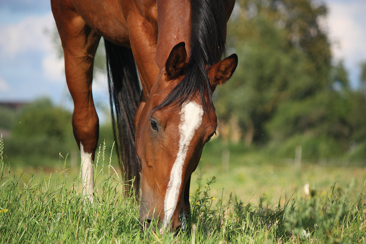 Feeding a Horse That’s a Hard Keeper