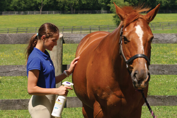 A young rider applying fly spray to a horse