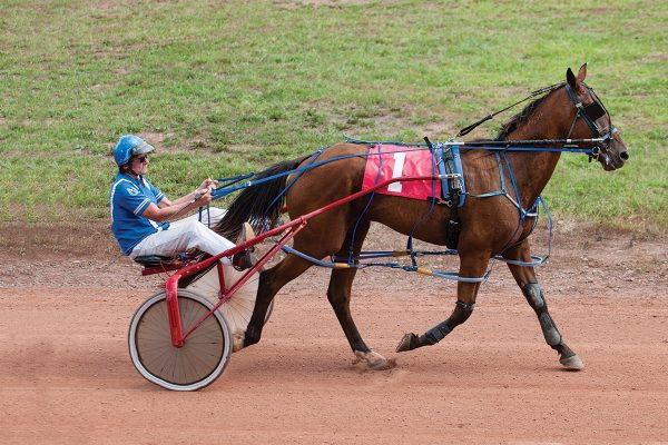 A Standardbred racehorse pulling a sulky.