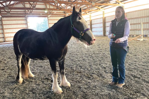 A woman clicker training her horse