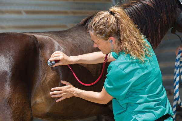A vet listens for gut sounds in a horse