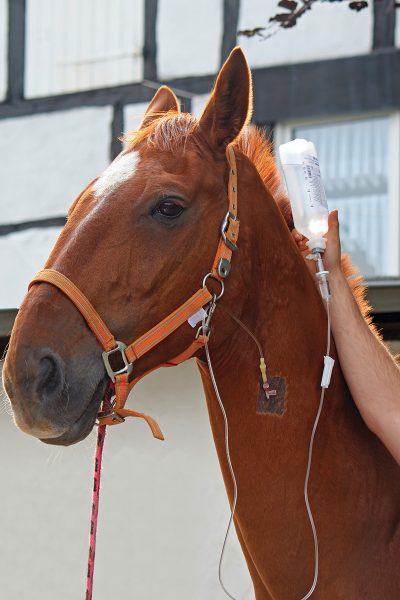 A horse receiving IV fluids for treatment of a fever.