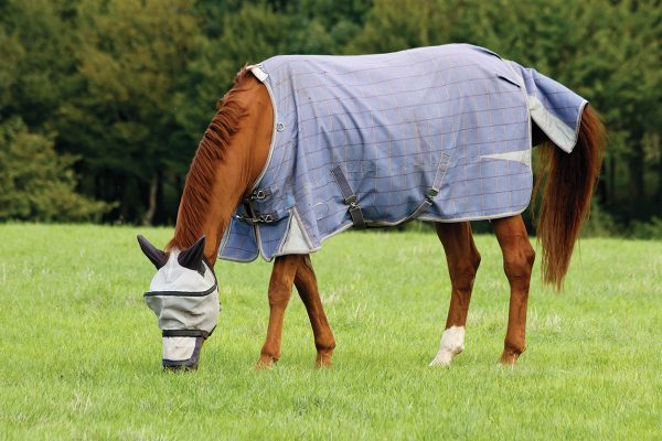 A horse wearing a fly mask and sheet for protection during the heat of bug season.