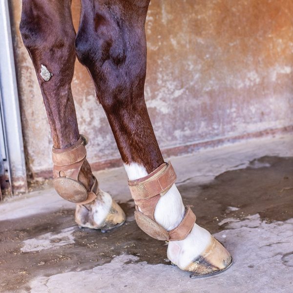 Skid boots on a horse's legs.