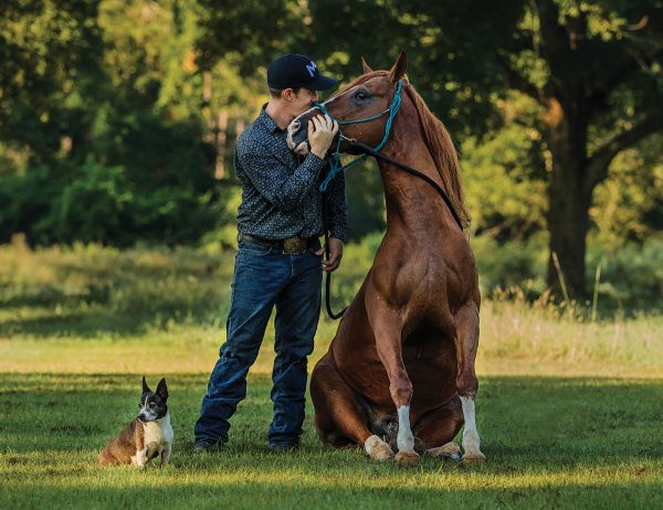 Trick Training Your Horse