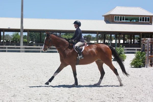 A young rider cantering her horse on a hunter course.