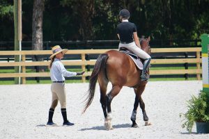 Learning from Lesson Horses