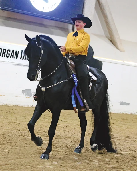 A Morgan horse show.