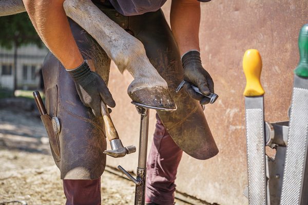 A farrier putting on shoes.