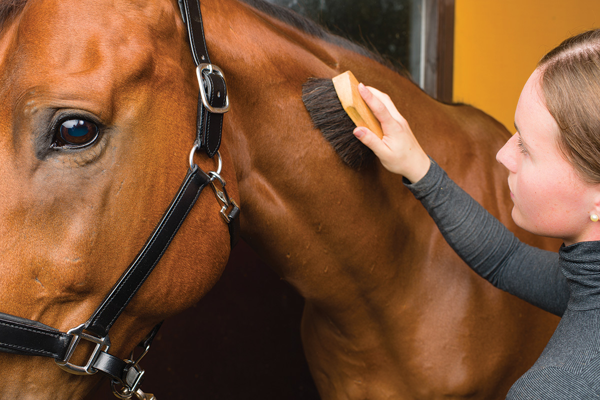 Grooming Tips from a Professional Groom