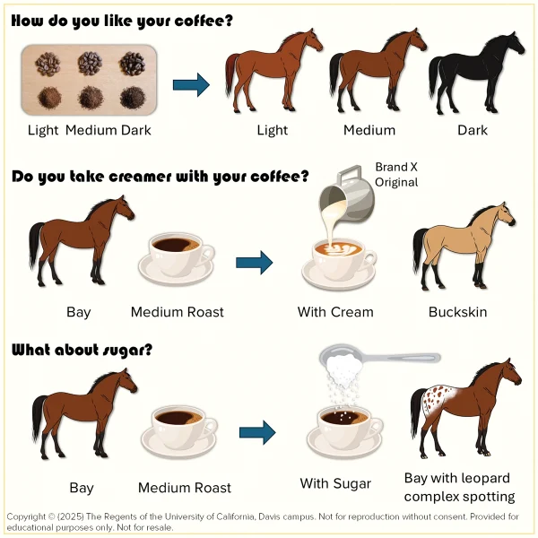 A graphic of the creamer analogy of rare horse color genetics.