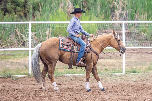 A young rider backing his horse