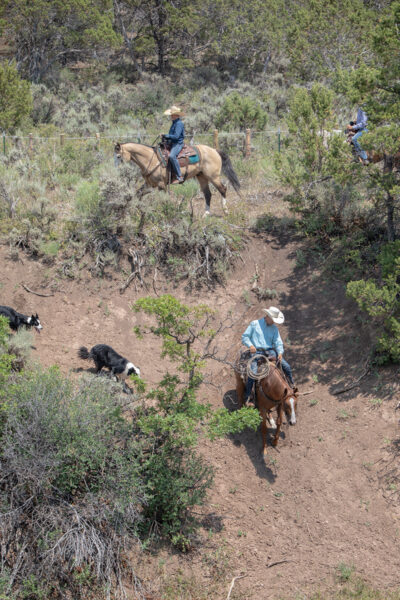 Young cowboys on a trail ride with their dogs along
