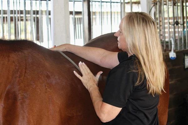 Sherry Seals uses a flexible curve to measure key areas of the horse's back shape.