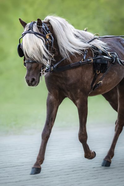 Shetland pony