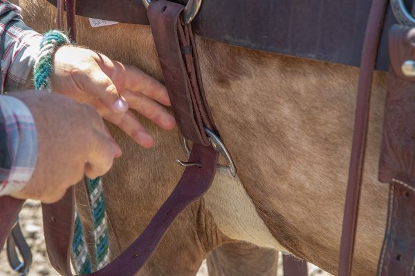 Buckling the cinch.