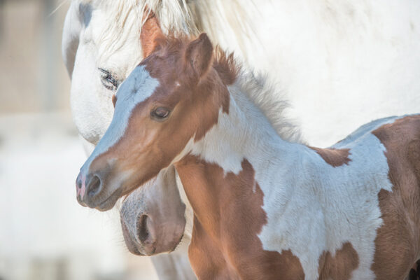 A mare and pinto foal from the Choctaw strain herd at Return to Freedom