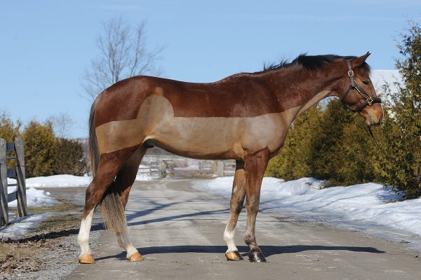 A gelding with a partial clip.